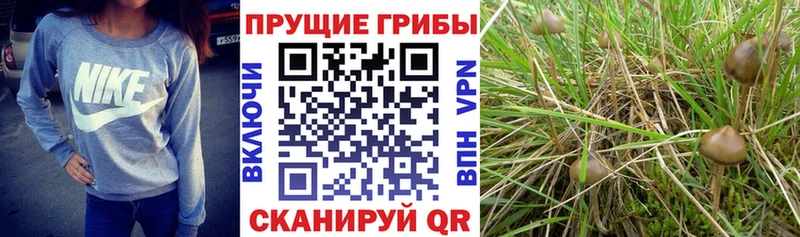 продажа наркотиков  Нерюнгри  Галлюциногенные грибы мухоморы 